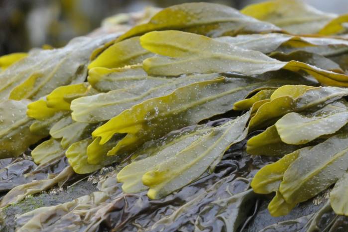 El cultivo de algas se realiza en criaderos con agua de mar tratada y enriquecida con nutrientes