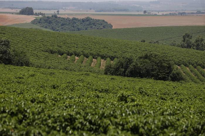 Vista de cultivos de café en Minas Gerais (Brasil), en una fotografía de archivo.