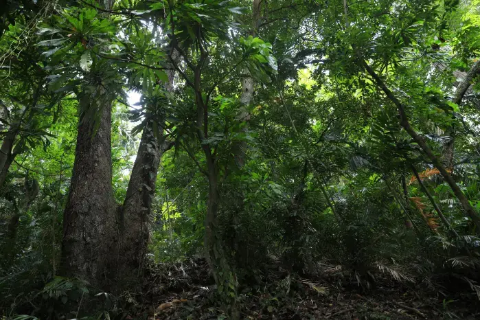 El incumplimiento de estas normas será considerado una falta administrativa sancionable.