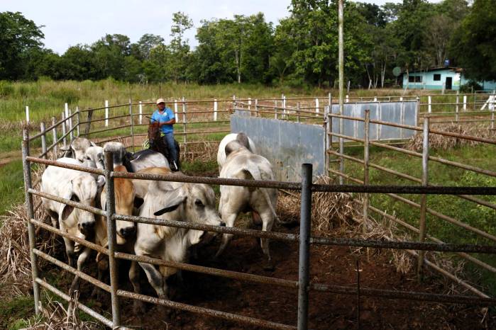 Fotografía del 18 de julio de 2025 de una persona trabajando en una finca ganadera en Metetí.