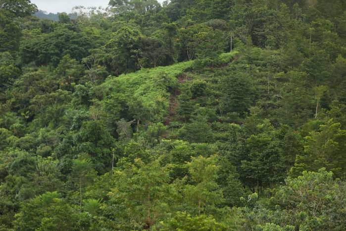 ’La Estrella de Panamá’ se desplazó a un bosque de generación ubicado en las montañas de María Chiquita, en Colón.