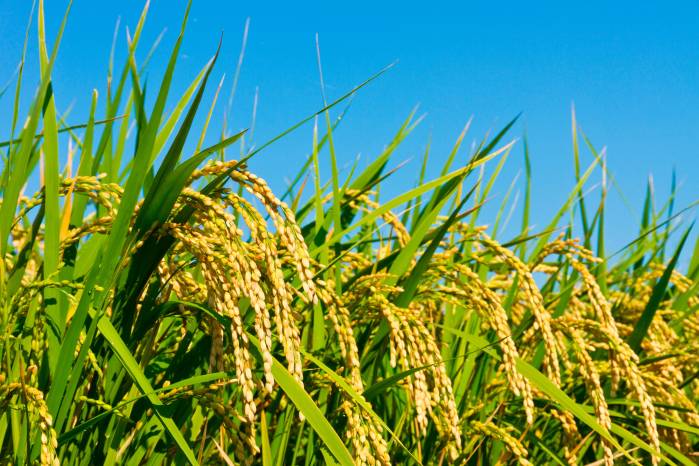 El arroz de secano es uno de los cultivos más vulnerables a la falta de agua. El MIDA proyecta una disminución de entre 15% y 20% en su producción.