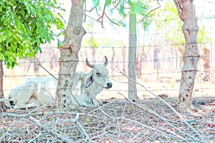 El eje central de la nueva estrategia para contrarrestar el hurto pecuario es la implementación de un microchip para la identificación y seguimiento del ganado.