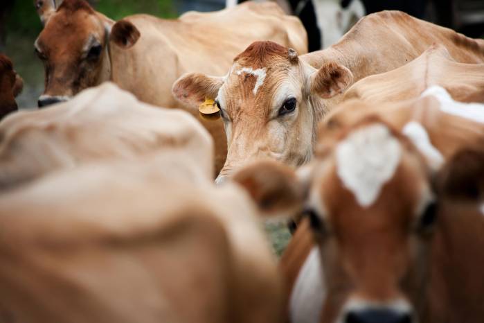 Los productores lácteos costarricenses reportan más de $200 millones en pérdidas y una afectación directa a 27,947 fincas lecheras, así como el desvío de producción diaria de 85,000 kilos de leche tras bloqueo.