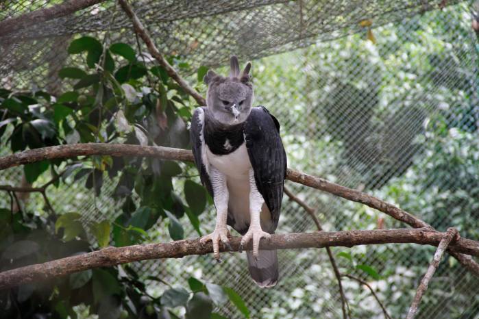 El cumpleaños de “Panamá” sirvió para recordar que la conservación del águila harpía depende de proteger los bosques donde anida y se alimenta.