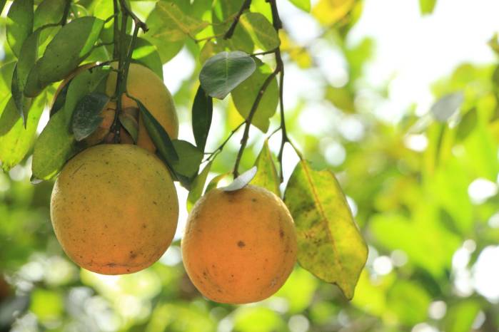 El vector fue identificado en 2005, pero no fue hasta 2015–2016 cuando se confirmó la presencia de la bacteria en Guabito, Bocas del Toro.