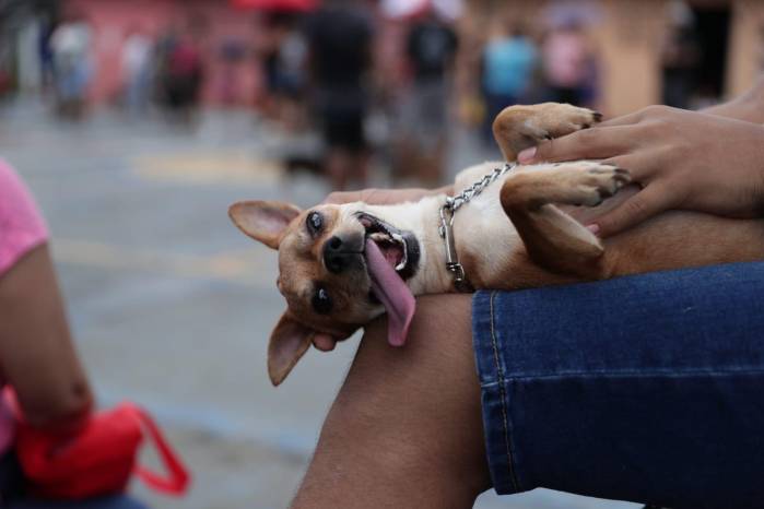 Meis adelantó que próximamente estarán realizando una jornada de adopciones.