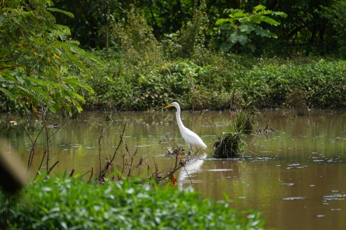 Son hábitat de especies amenazadas.