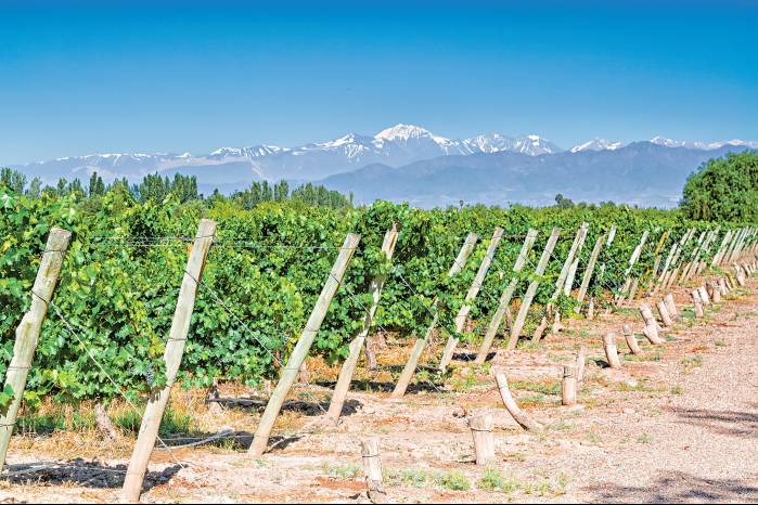 Los viñedos en Mendoza están junto a la cordillera de los Andes, donde se encuentra el Cerro Aconcagua, de 6,950 metros sobre el nivel del mar.