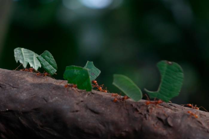 Algunos insectos merman la producción agrícola.