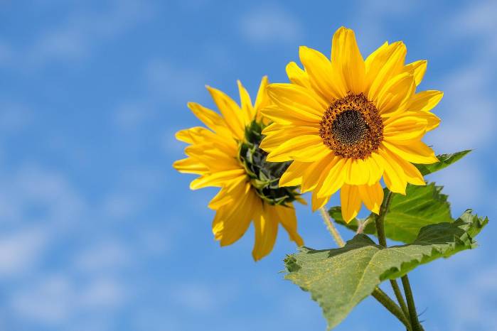 Regalar flores amarillas es una tradición simbólica para expresar amor, esperanza y nuevos comienzos.