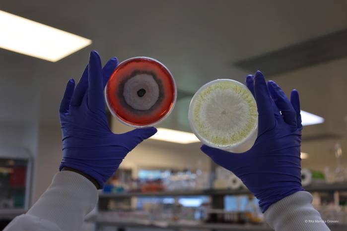 La investigación demuestra que es posible manejar el micobioma del cacao con hongos endófitos para mejorar su protección contra enfermedades como la moniliasis.