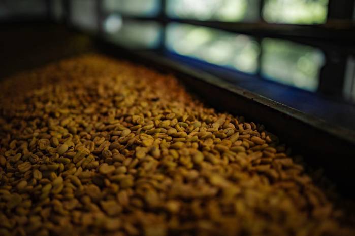 Best of Panama: Café geisha panameño alcanza $18,004 por kilo en subasta mundial