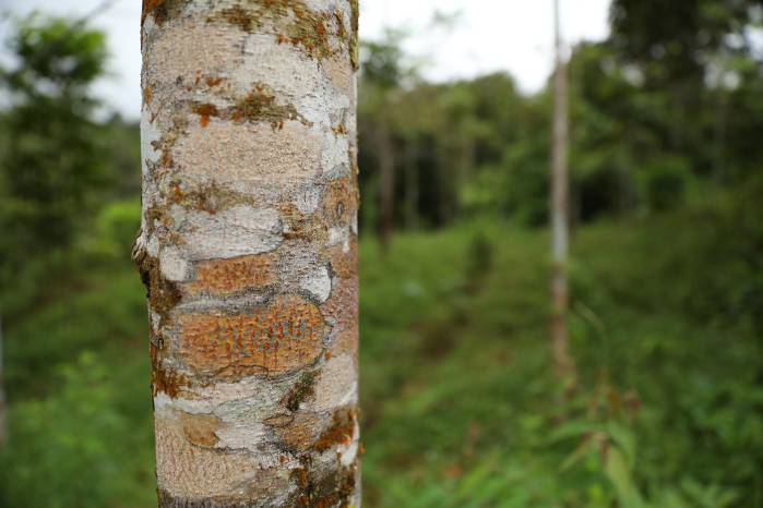 La biodiversidad se genera en un terreno que antes no era un bosque como tal.