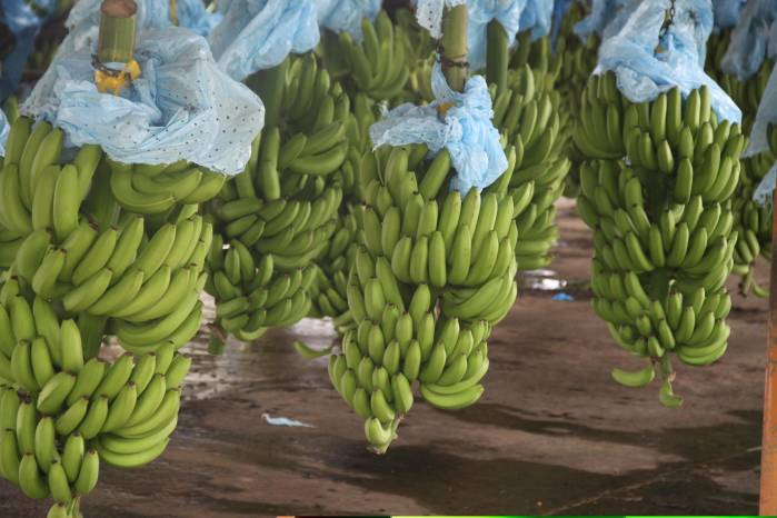 Costa Rica es uno de los principales exportadores de banano del mundo, con más de 120 millones de cajas, lo que equivale a $100 millones por año.