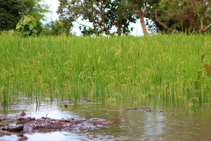 El Instituto de Seguro Agropecuario ha registrado afectaciones en rubros clave, como el arroz y el maíz.