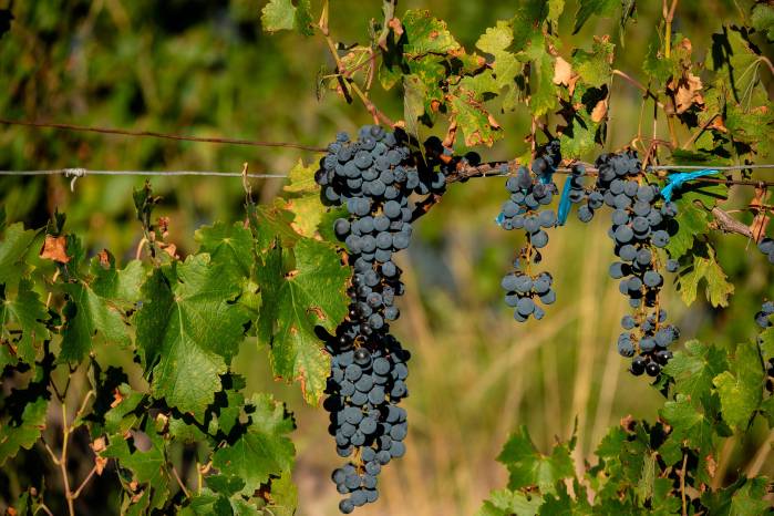 Mendoza ha destacado en la producción de vinos, sobre todo, con la cepa malbec.