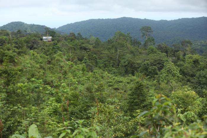 La profundidad del bosque de generaciones.
