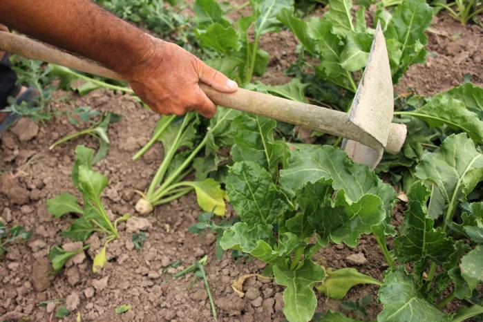 El proyecto del PIASI está dirigido a productores de comunidades rurales.