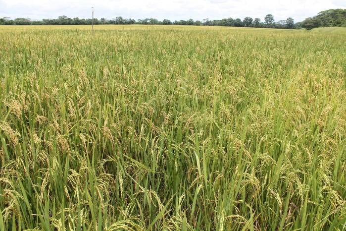 El Gobierno asegura que no habrá escasez ni aumento de precios del arroz.