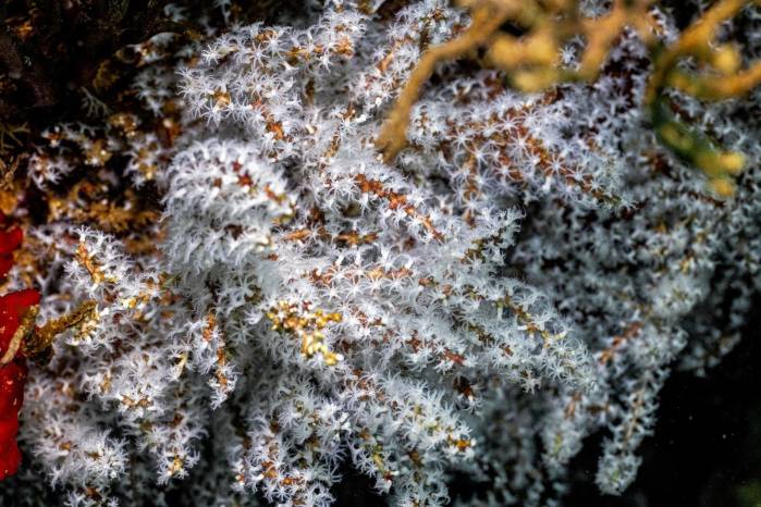 La norma vigente que protege los corales data del 2022 e implicó un diálogo de 2 años