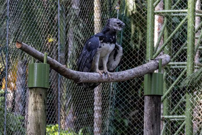La celebración de “Panamá” contrasta con el reto de conservar una especie cuya principal amenaza sigue siendo la destrucción de su hábitat.