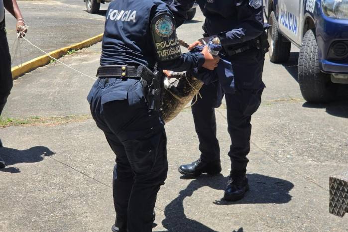 Los agentes aplicaron los protocolos de seguridad establecidos para realizar el rescate y manejo del ejemplar.