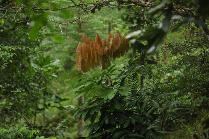 4,670 hectáreas se encuentran bajo manejo del Bosque de Generaciones.