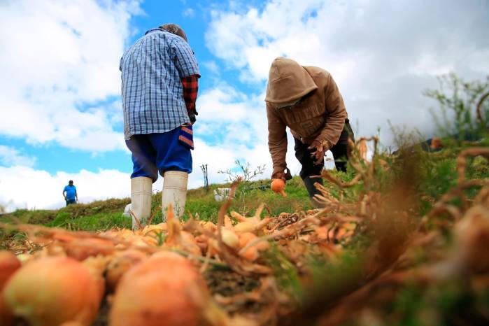 La cebolla es otro de los rubros agrícolas que enfrenta menores rendimientos ante la reducción de la disponibilidad de agua.
