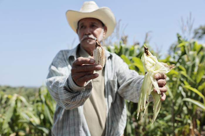 Ramón García sostiene una mazorca de su plantación que no logró cosechar debido a la sequía.