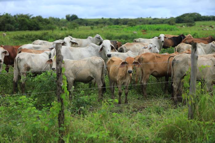 El sector agropecuario se prepara ante los posibles efectos de El Niño