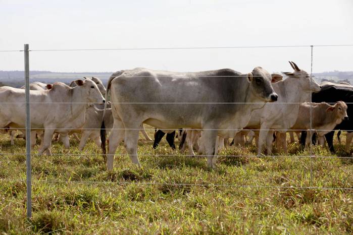 El Ministerio Público reporta siete condenas por casos de hurto pecuario en las provincias de Los Santos, Coclé, Chiriquí y Veraguas hasta la fecha.