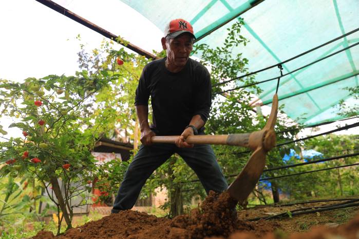 La mayoría de los productores se sustentan de la agricultura familiar y sostenible.