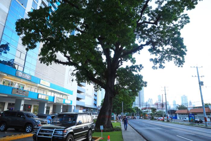 Hay decenas de árboles marcados para ser talados.