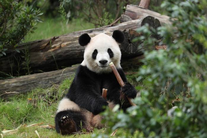 China vuelve a enviar pandas a EE.UU. tras el encuentro entre Trump y Xi
