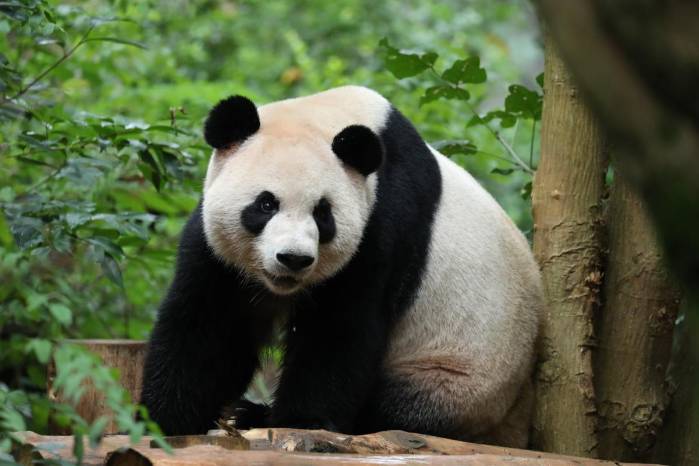 China retoma su llamada “diplomacia del panda” con el envío de una pareja a Atlanta, donde permanecerá durante 10 años.