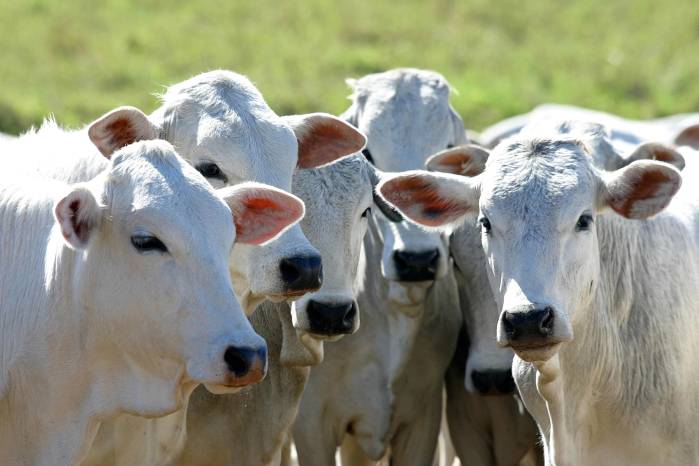 Los productores de leche y carne de res en Panamá exigen respeto a las normas sanitarias ante plantas de Costa Rica.