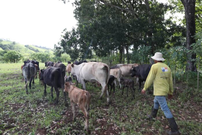 En una finca ganadera, Bredio procura mantener el ordeño de 37 vacas pese a las dificultades que dejaron los movimientos de tierra.