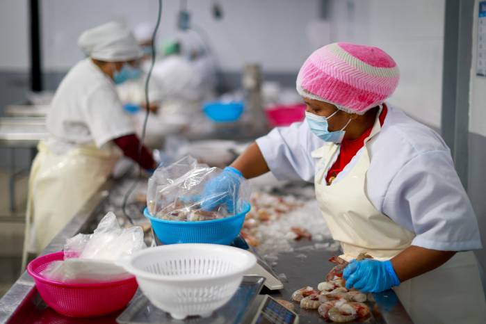 Las exportaciones de camarones congelados siguen creciendo.