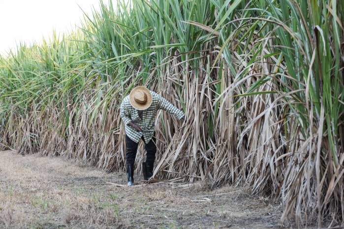 Video, Bioetanol en Panamá: inversión millonaria y el reto de duplicar la producción de caña