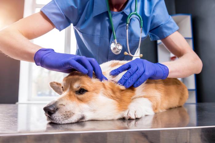Las consultas veterinarias periódicas evitan que la dermatitis alérgica afecte el descanso y el comportamiento del perro.