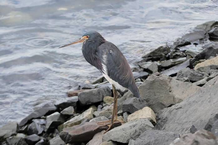 Garceta tricolor, es habitual en manglares y estuarios, donde cumple un rol importante en el equilibrio del ecosistema.
