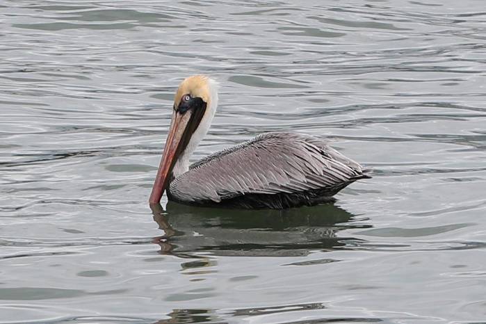 Pelícano pardo, imponente y fácilmente reconocible, suele observarse planeando o pescando cerca de la costa.