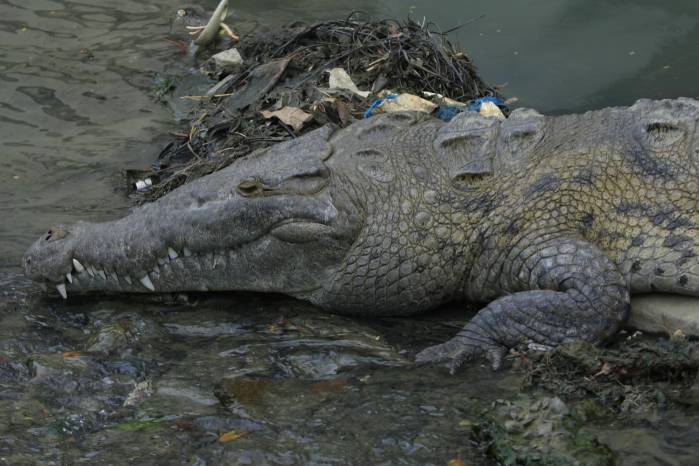 Los cocodrilos son animales que se mantienen en áreas como manglares, desenvocadura de ríos, quebradas o ríos
