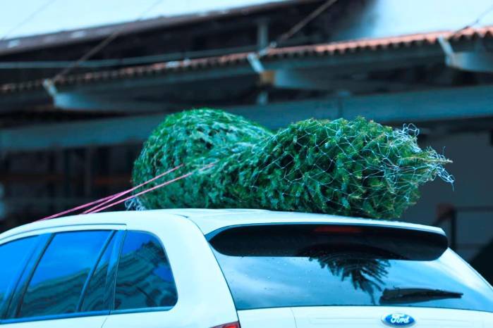 La temporada navideña 2025 arranca con fuerza y los consumidores buscan el tradicional arbolito natural.
