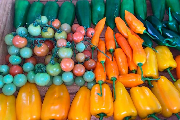 El ají es uno de los cultivos de gran importancia para el consumo nacional.