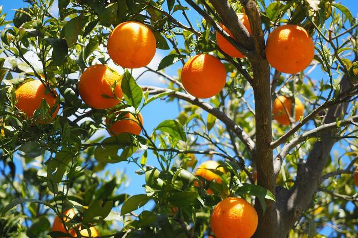 El acuerdo sanitario abarca limones, mandarinas, naranjas y toronjas frescas o refrigeradas.