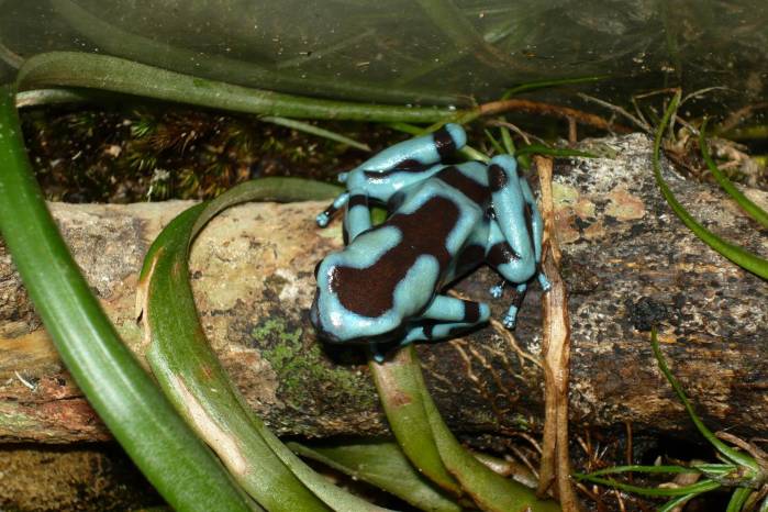 La rana verdinegra (Dendrobates auratus) es terrestre y tiene actividad diurna.