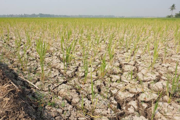 El mandatario indicó que el impacto del fenómeno ya comienza a sentirse en distintas regiones del país, especialmente por las altas temperaturas y la reducción de pastos para el ganado.