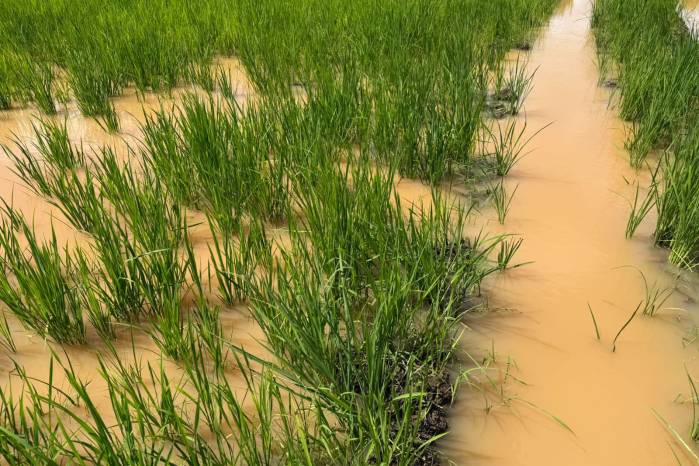 La producción de arroz fueron las más afectadas por las lluvias más recientes.